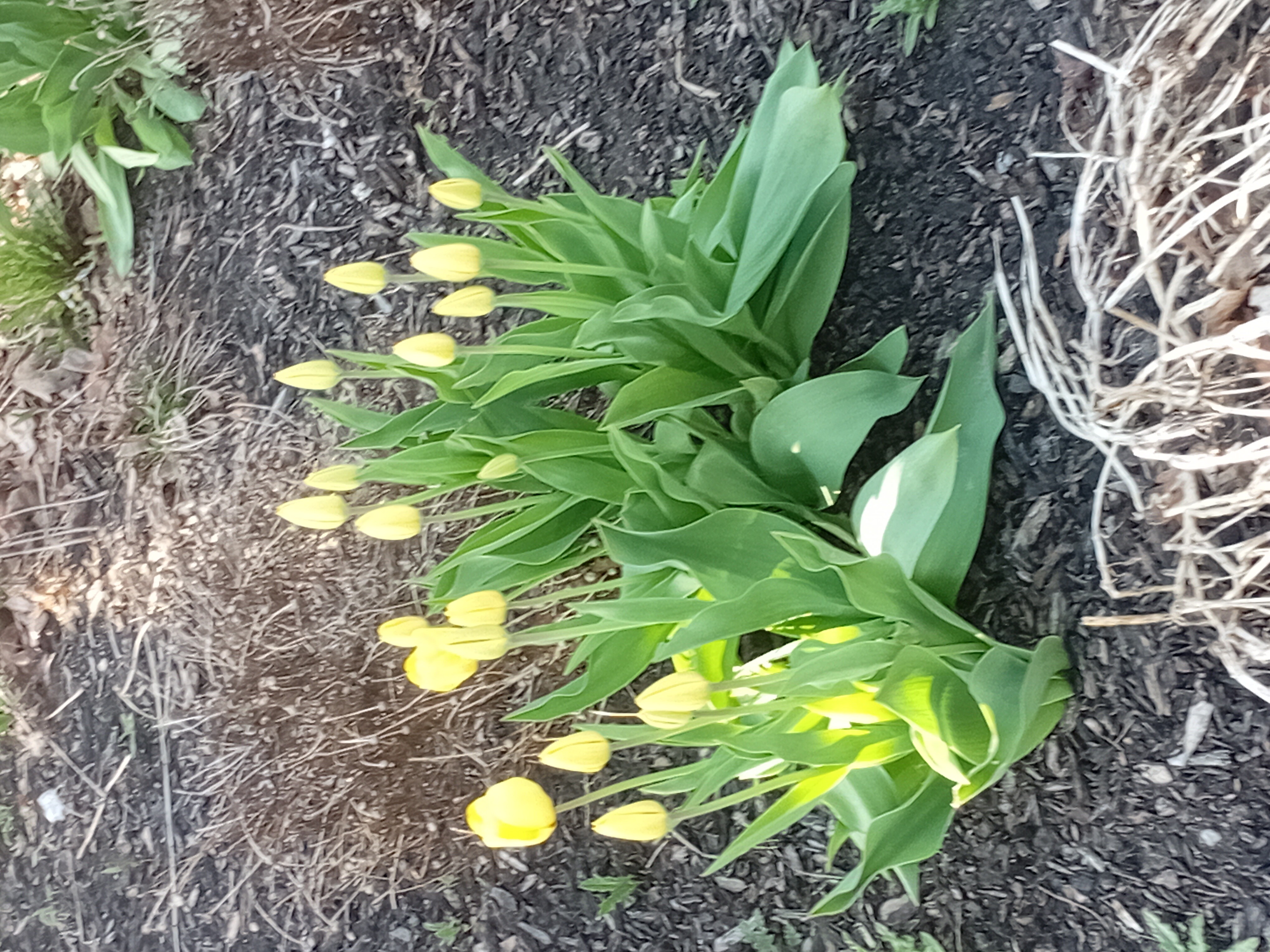 Tulips today
