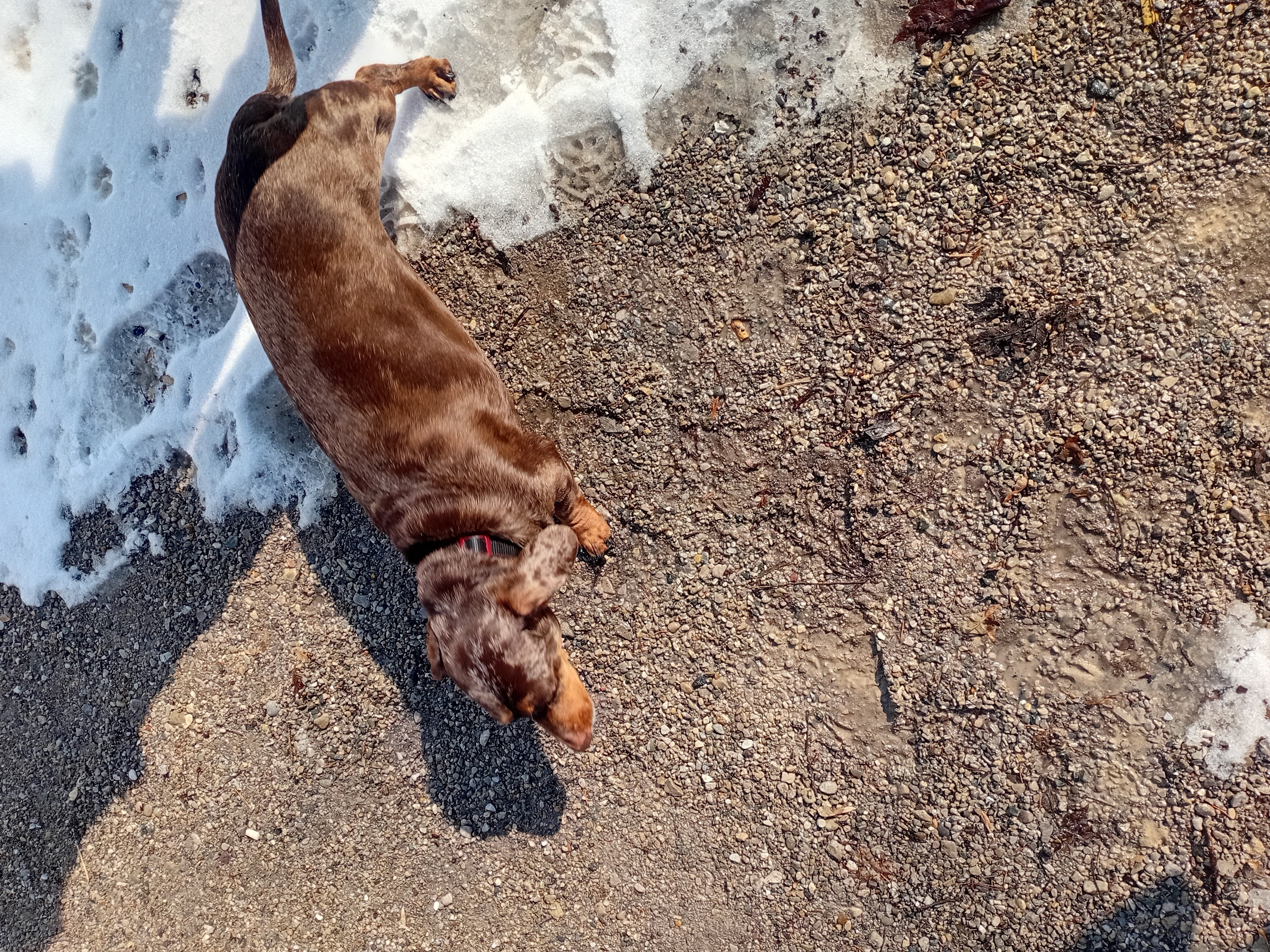 Addie the Daschund