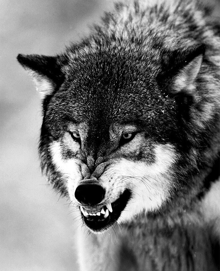 Dire Wolf