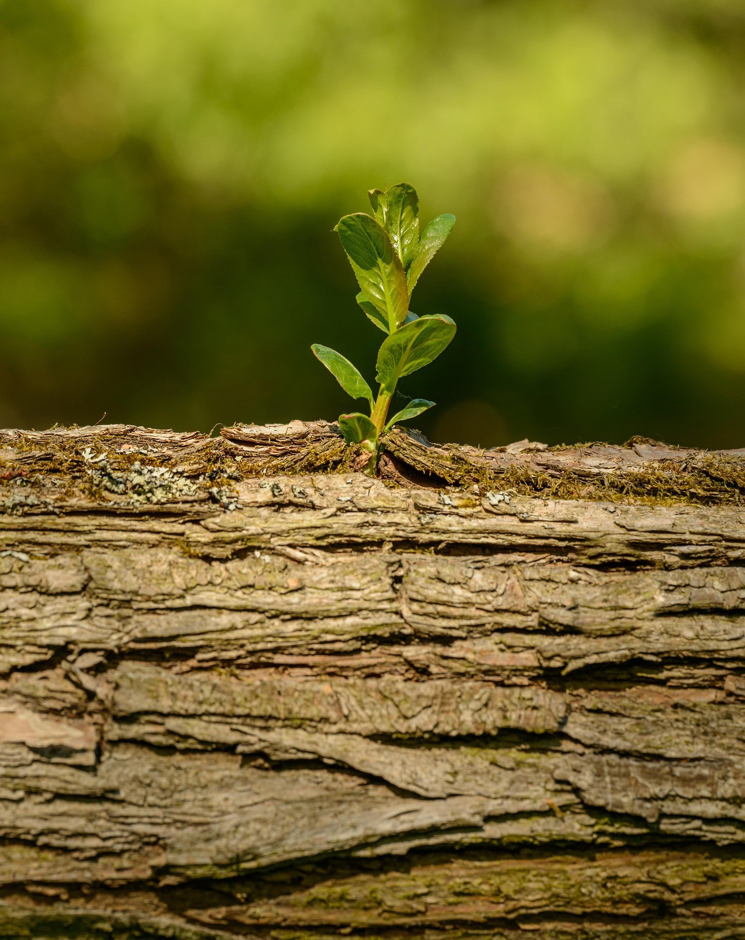 Germinación