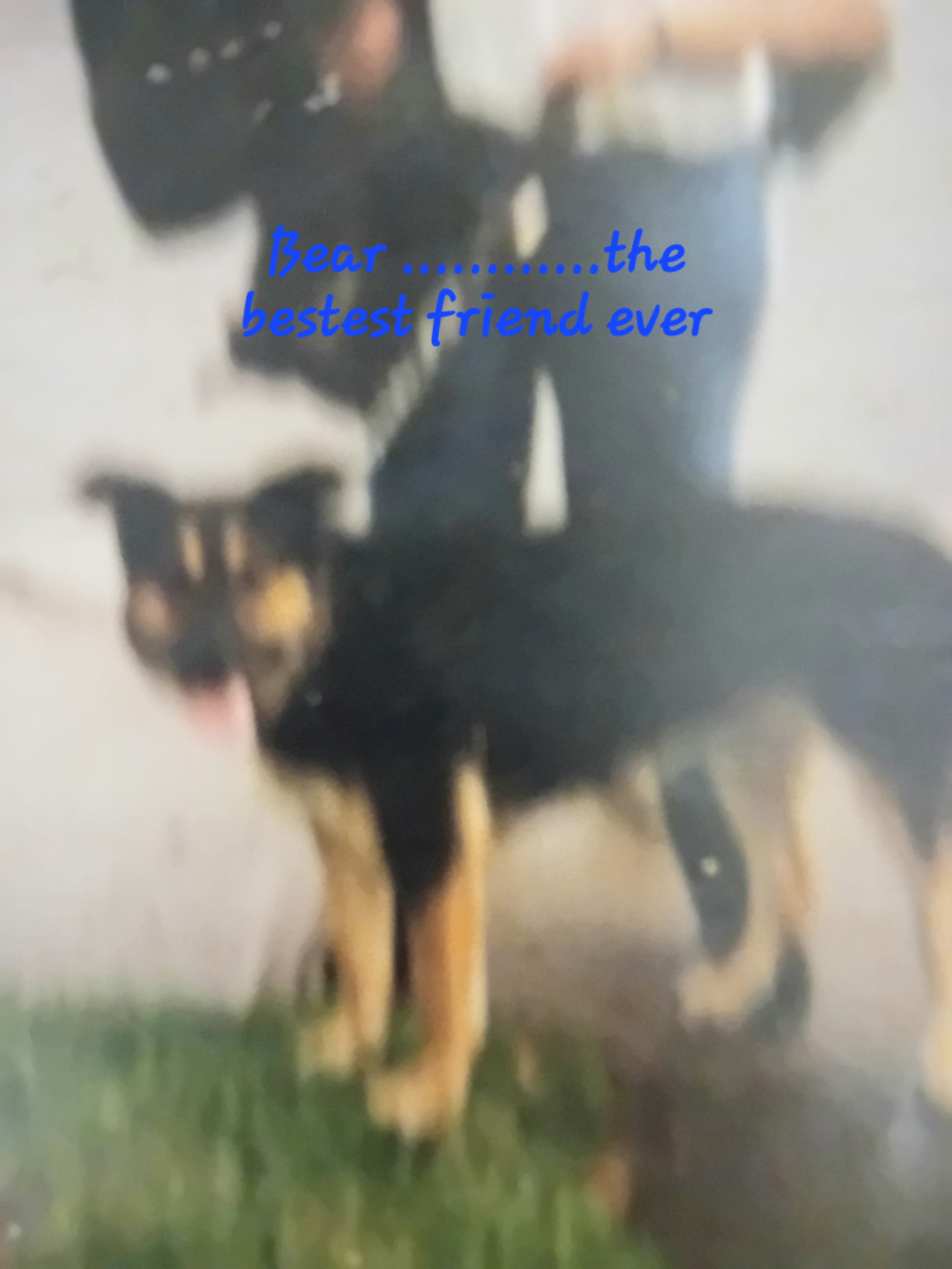 Once I had a dog

I once had a dog named Bear
He was a Rottweiler and…