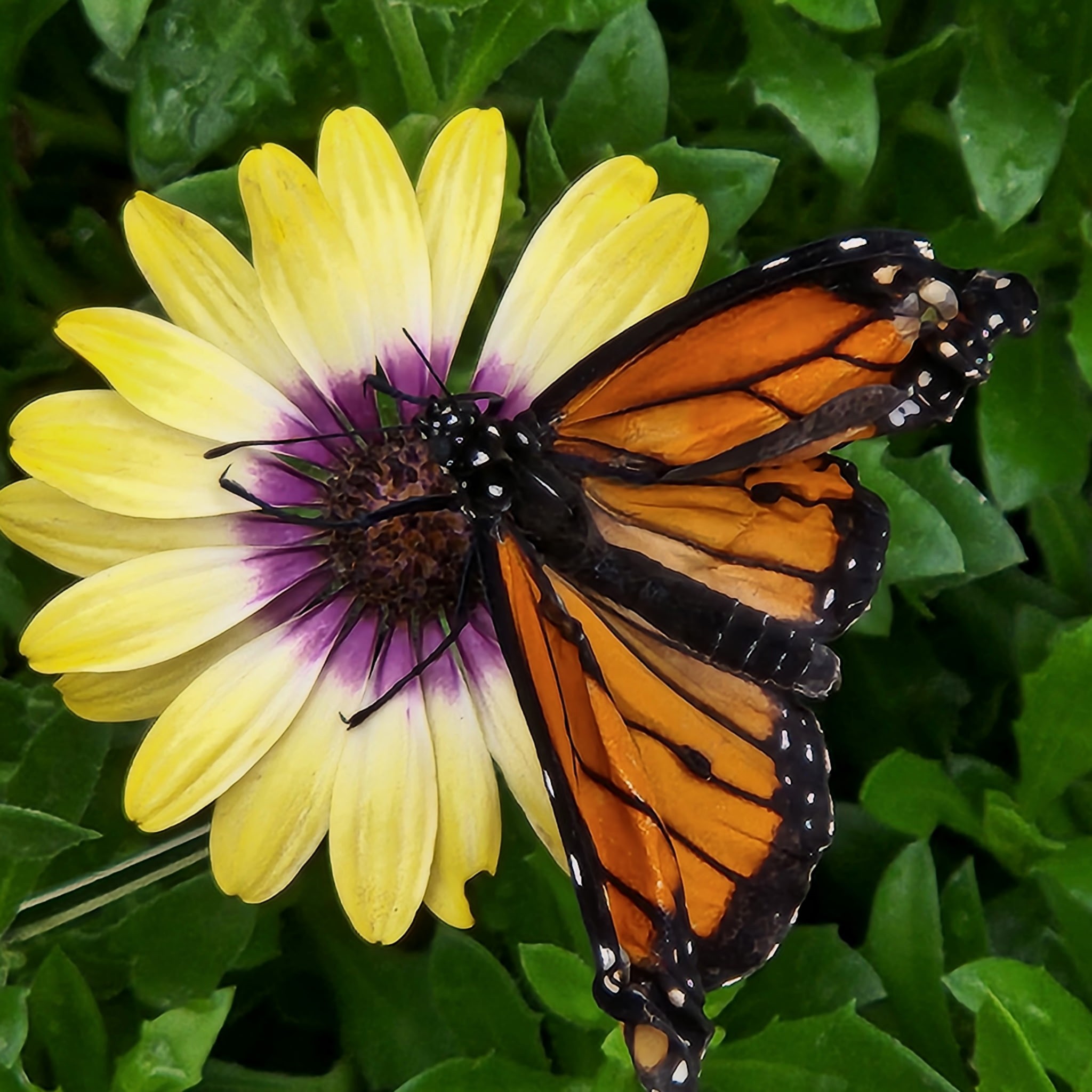 Monarch Butrerfly