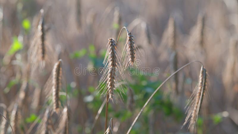 Brise