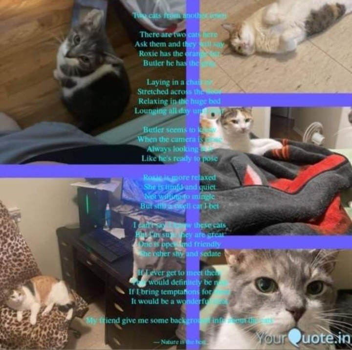 Two cats from another town

There are two cats 
Ask them and they will…