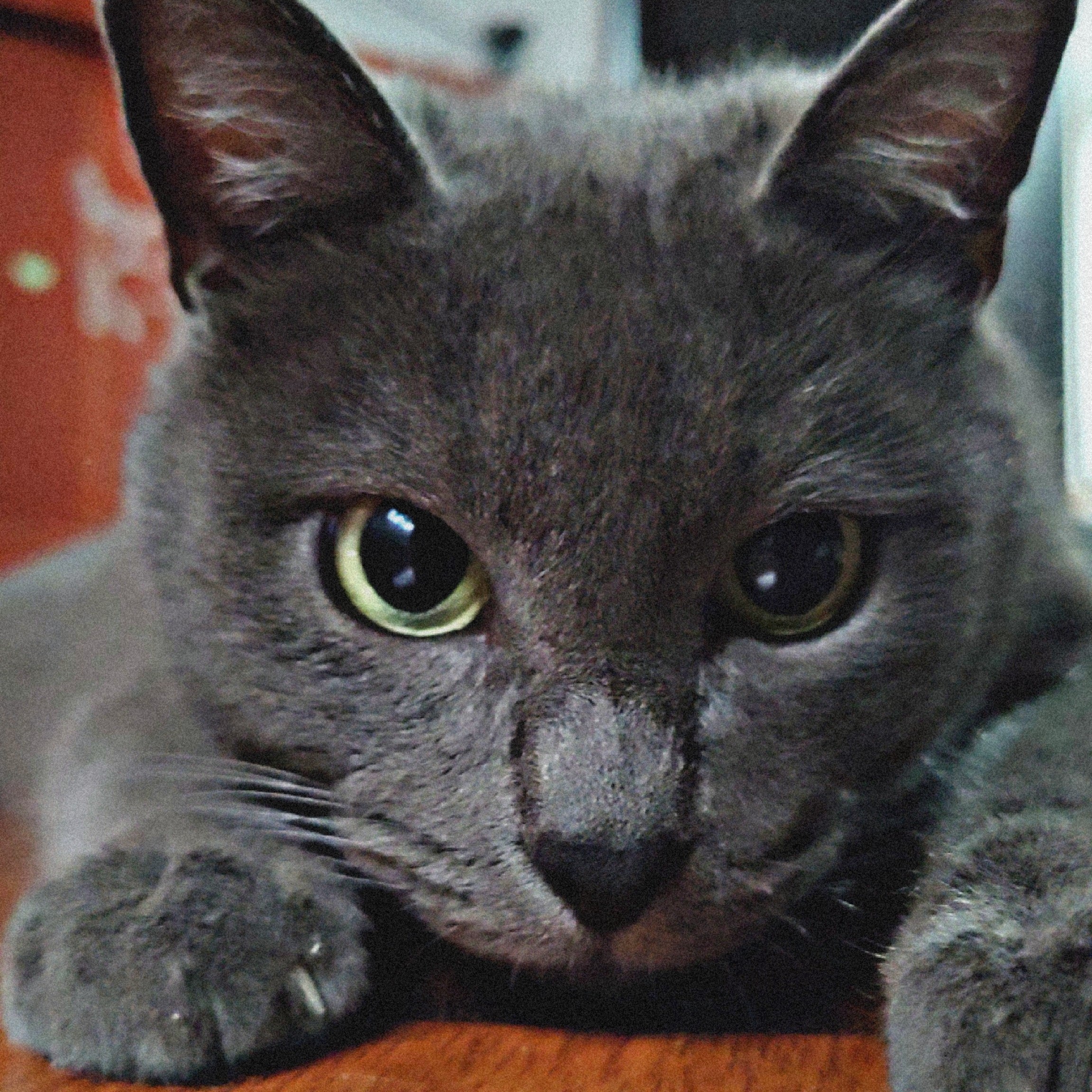 "MI GRIS COMPAÑERO"

Eres un susurro de ceniza y plata,  
un poema felino que…