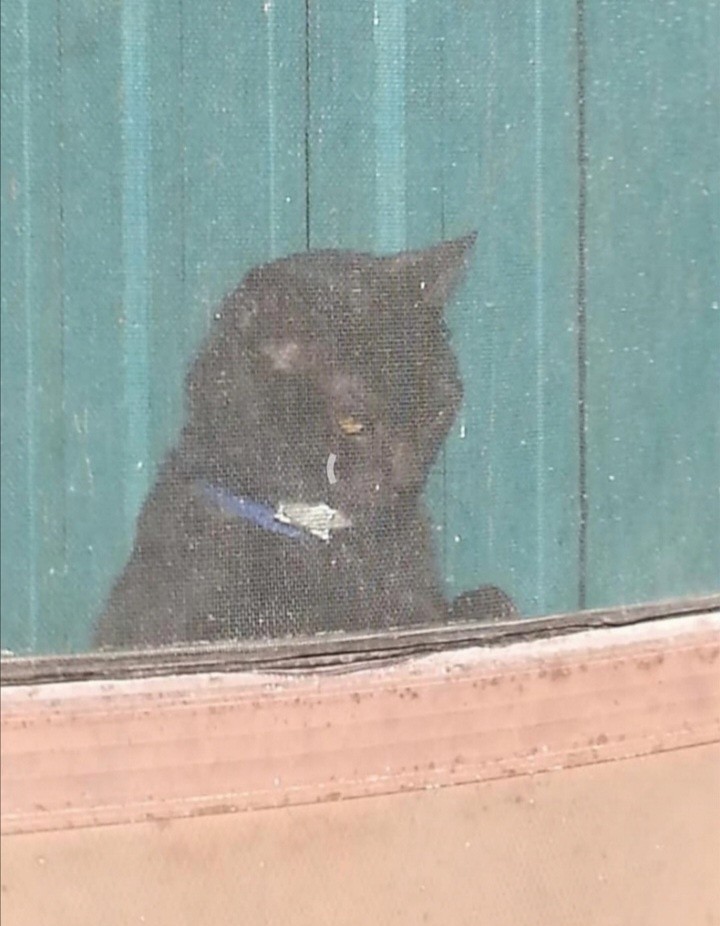 Midnight the kitty