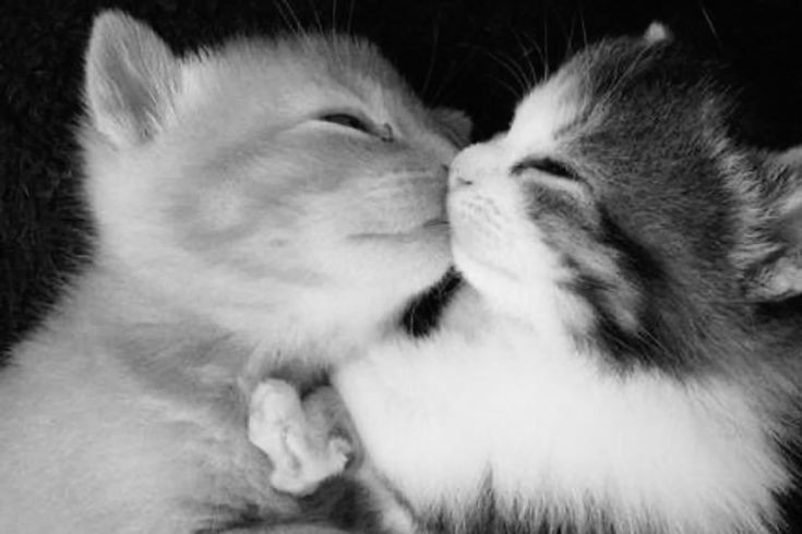 Tu amor.