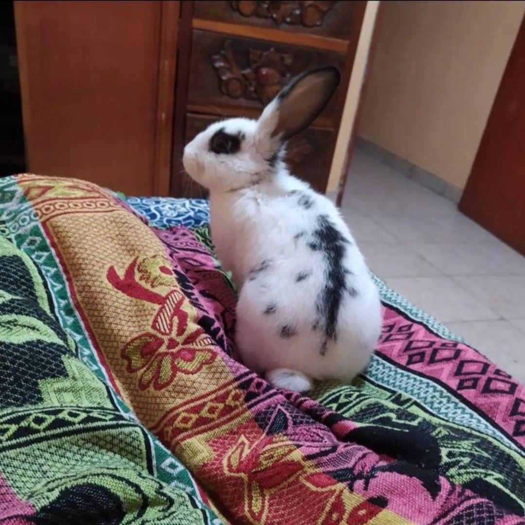 "No te dejé, te me fuiste"


Te extraño, Pekas.  
Eras mi compañía  
cuando el…