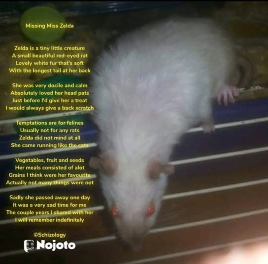 Missing Miss Zelda

Zelda is a tiny little creature 
A small beautiful red-eyed…