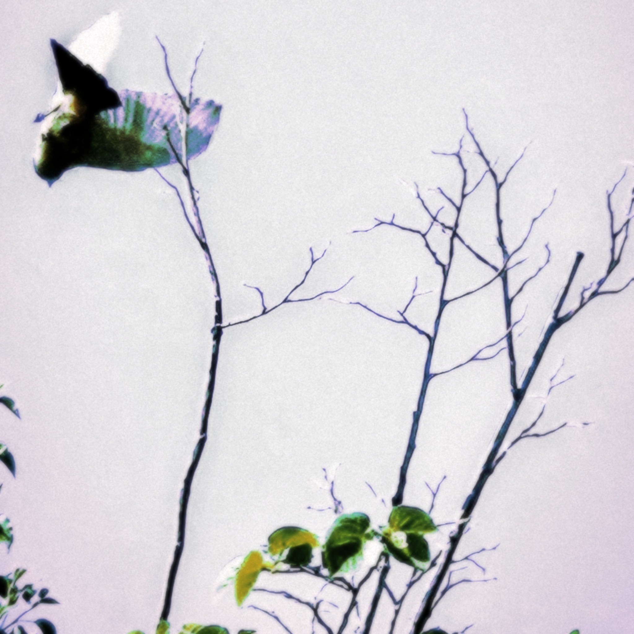 Midflight

Wings -
of a mermaid tail.
Image -
no easy sight,
feathers, sail.