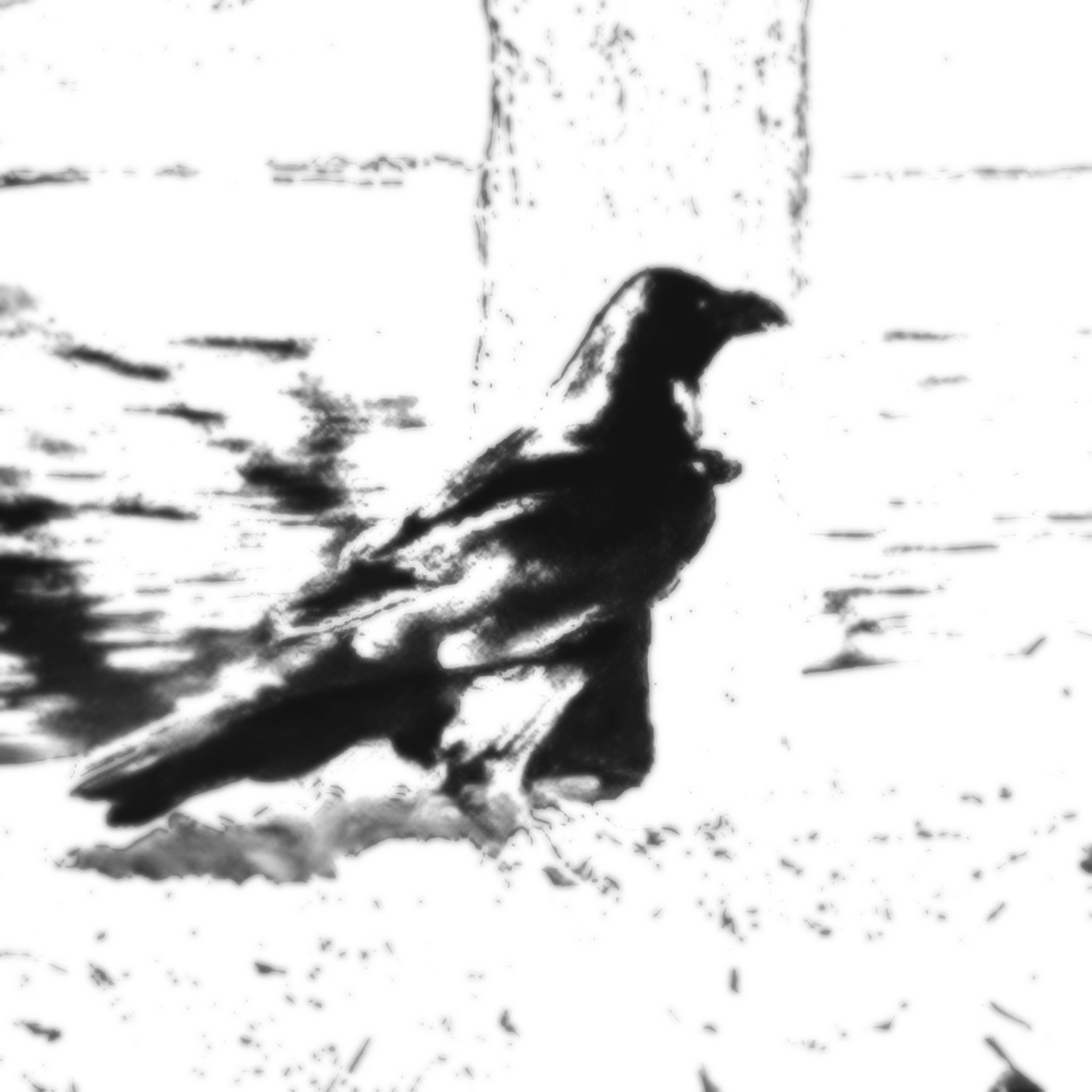 Raven —
a safe haven.
Less an omen,
more a doorman.

Just something—
for my…