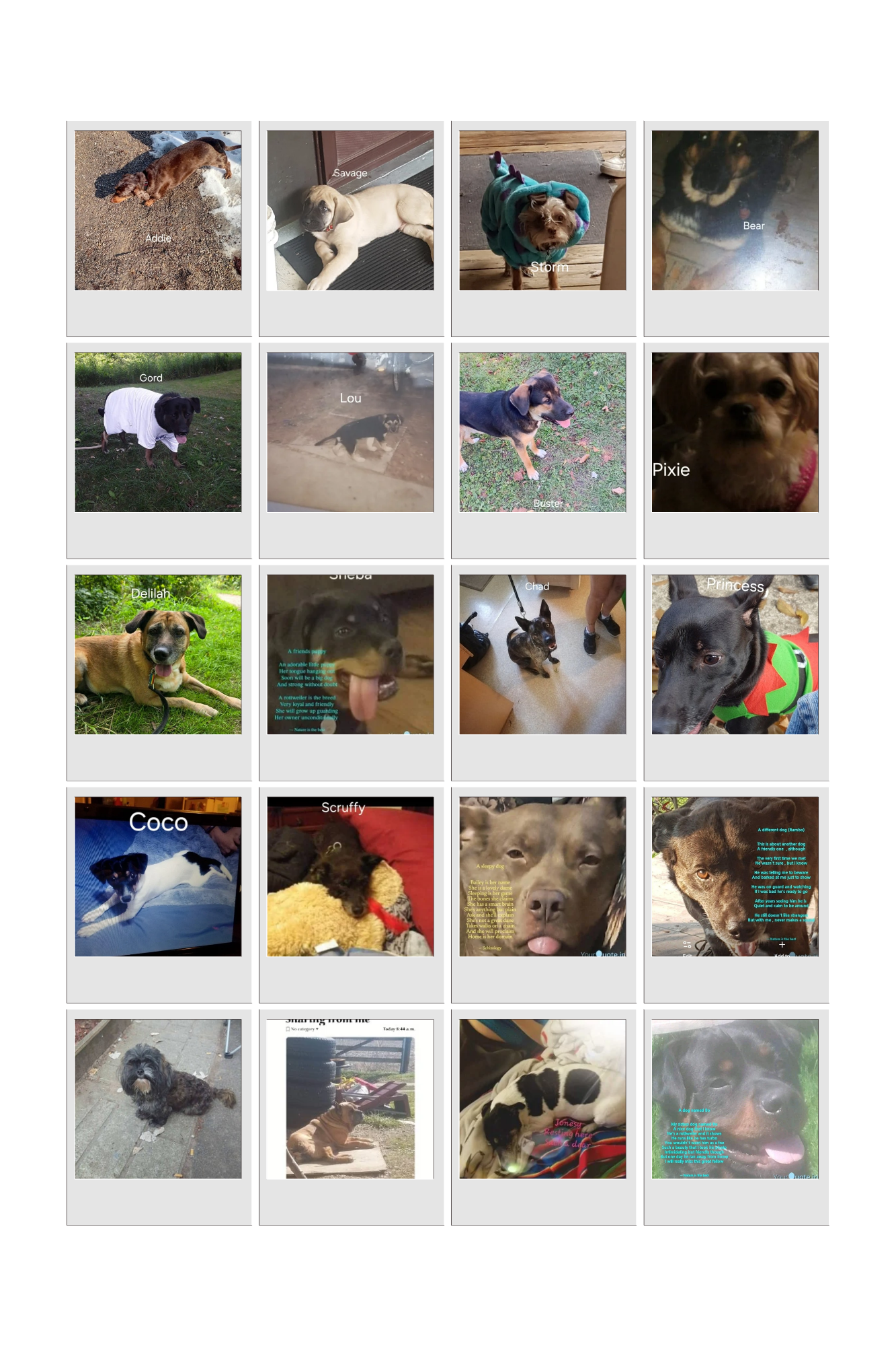 20 dogs