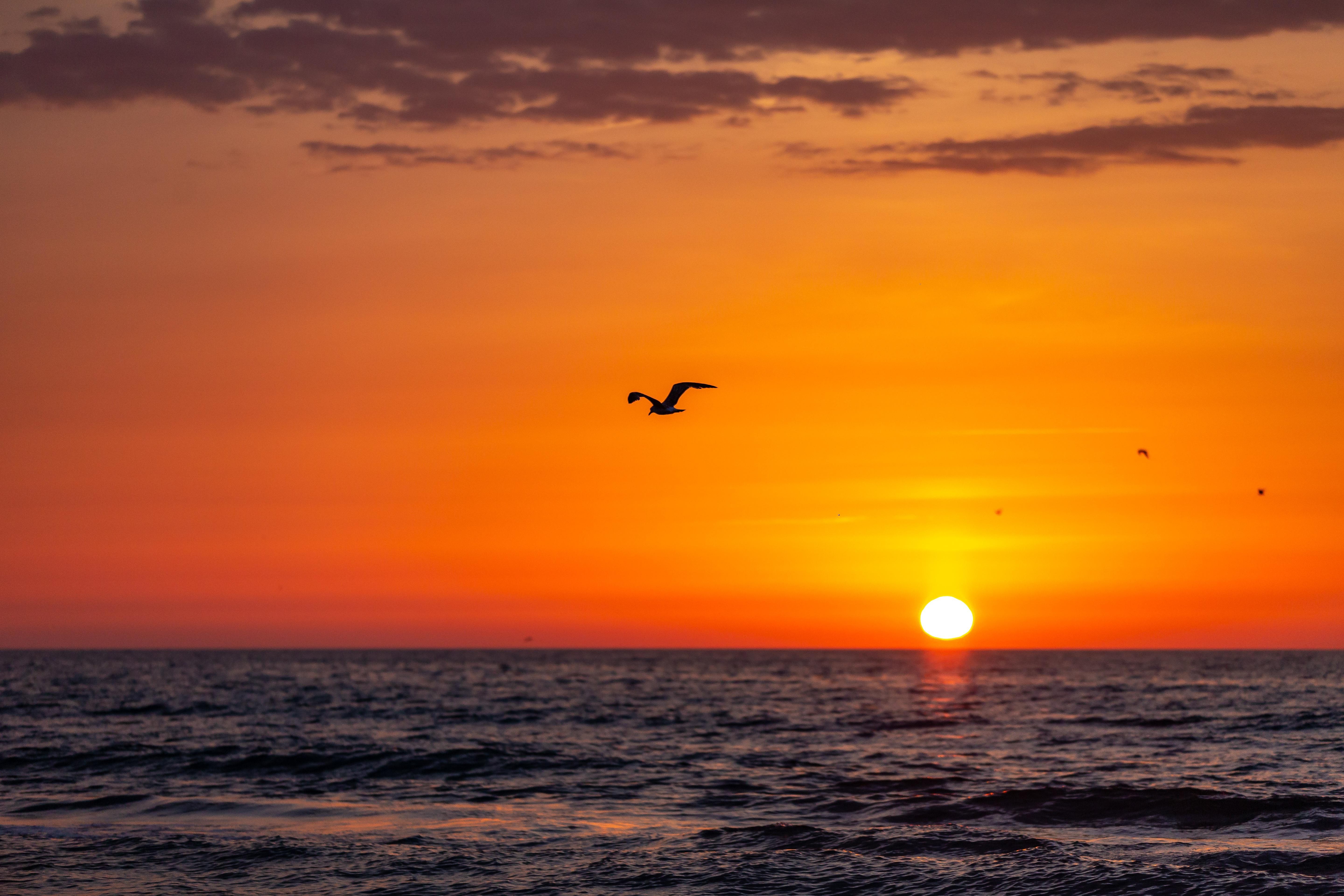 Volar
