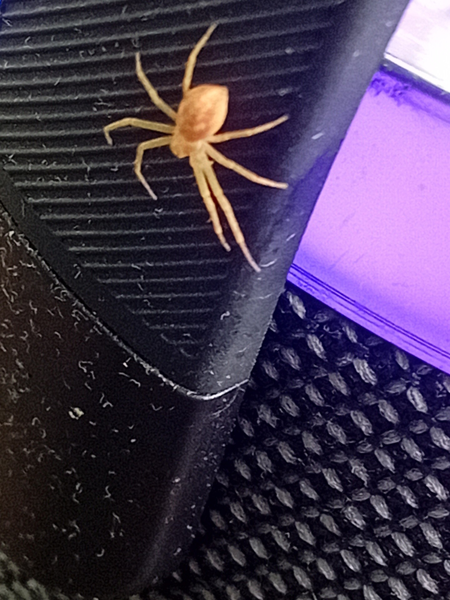 Yellow Sac Spider
As I was sitting and writing earlier, 
I looked at my speaker…