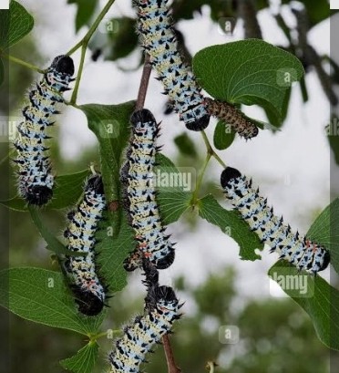 The Fruits of the Mopane