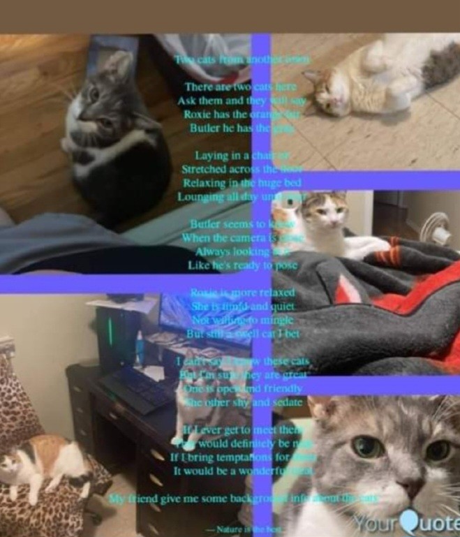 Two cats from another town
