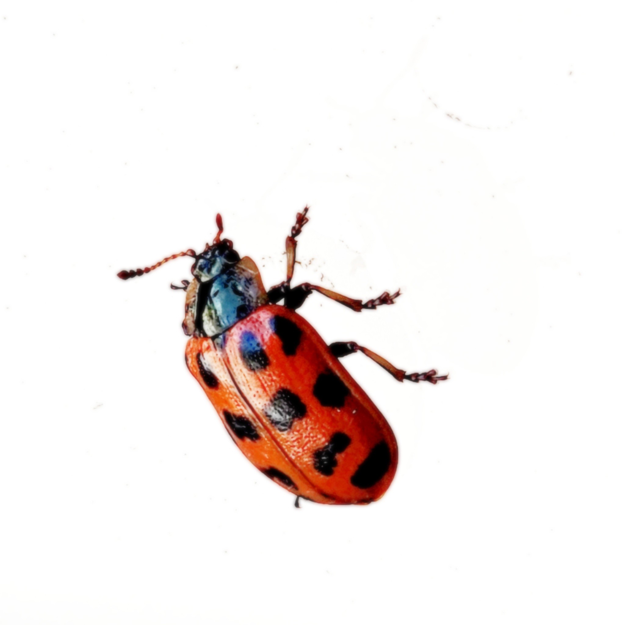 Ladybug

Little - standard bug -
on a glass window.
Tug - on the eye
before I…