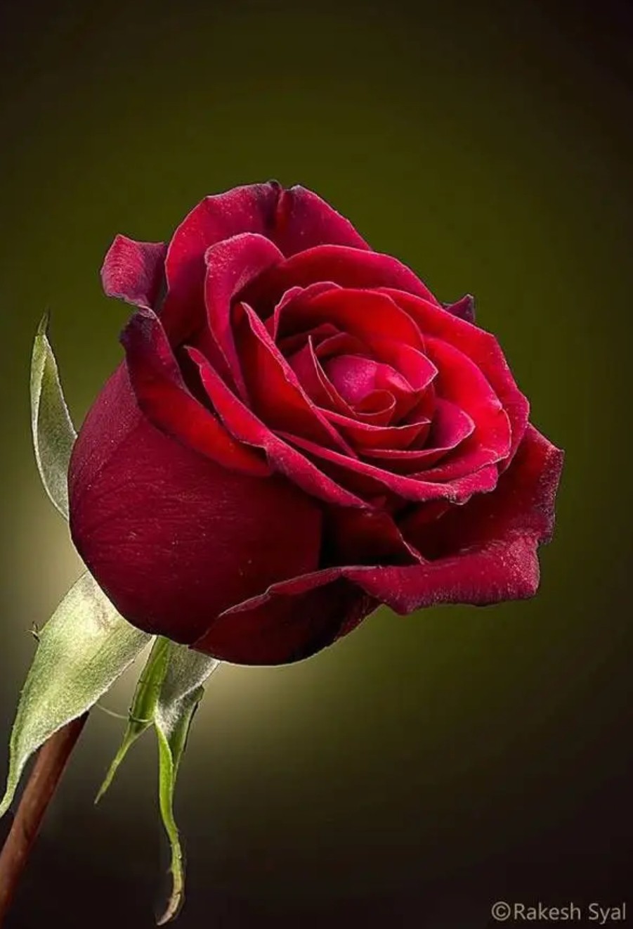 🌹 तरकीब 🌹