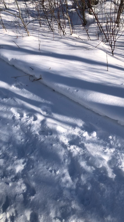 Typical Canadian Winters day 🇨🇦