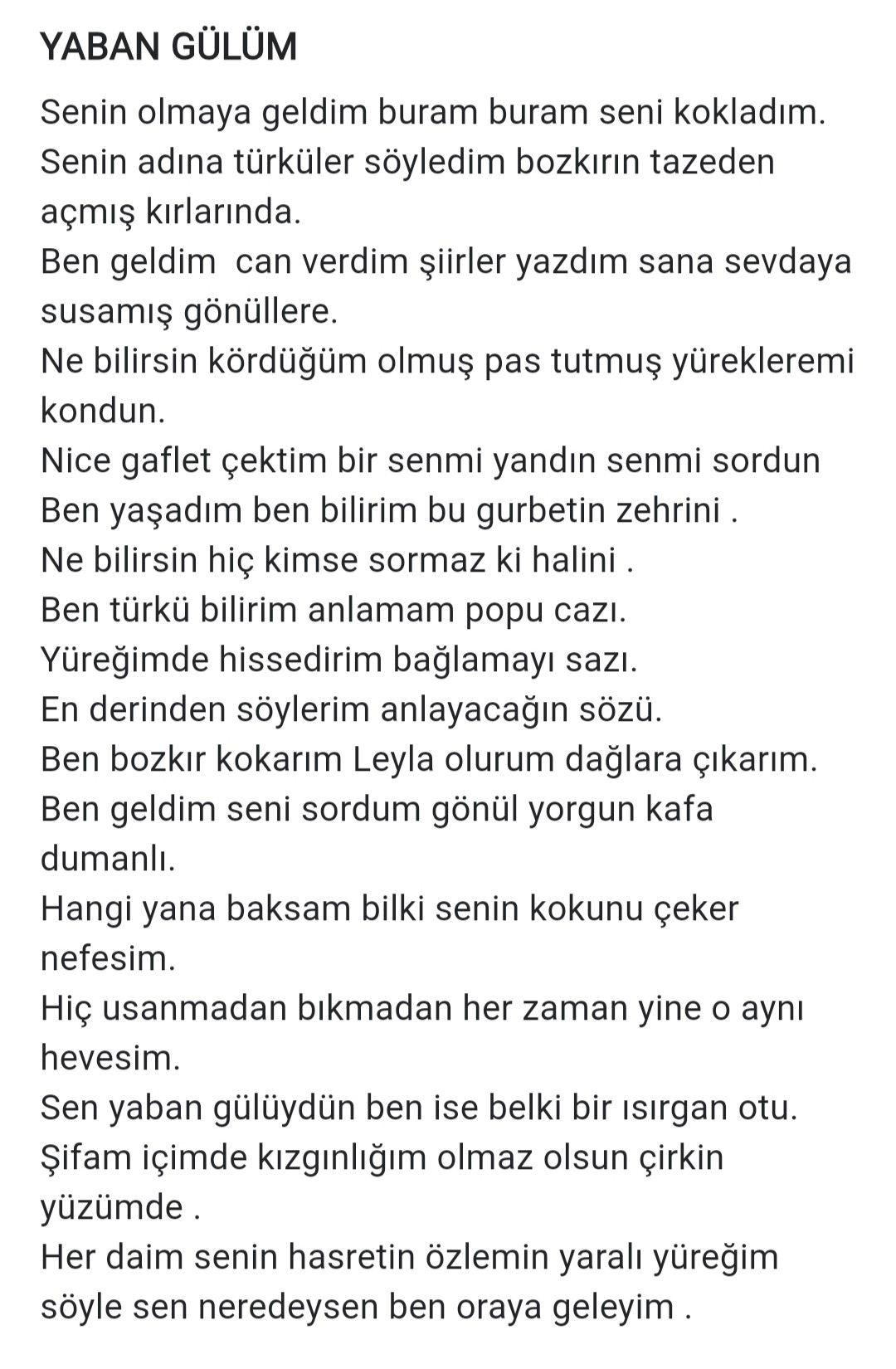 YABAN GÜLÜM