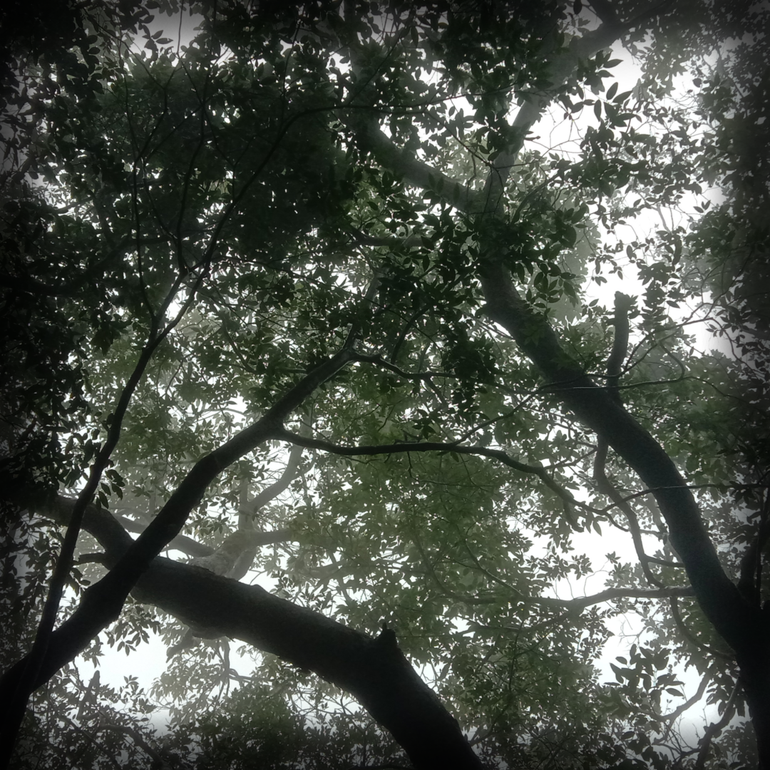 What my soul craves,
is quiet, long walks 
along the narrow, dusty lanes in the…