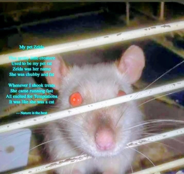 My pet Zelda 

This pretty little creature
Used to be my pet rat 
Zelda was her…